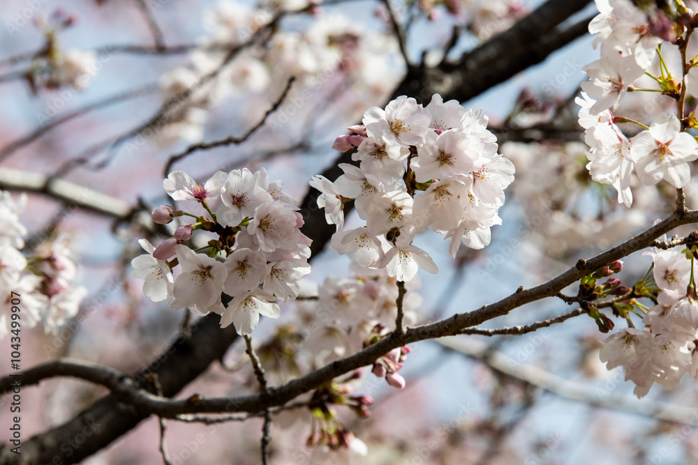 Obraz premium cherry blossoms on the tree