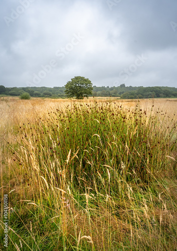 Common land at dawn