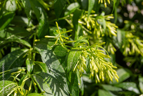 Night blooming jasmine - Cestrum nocturnum photo