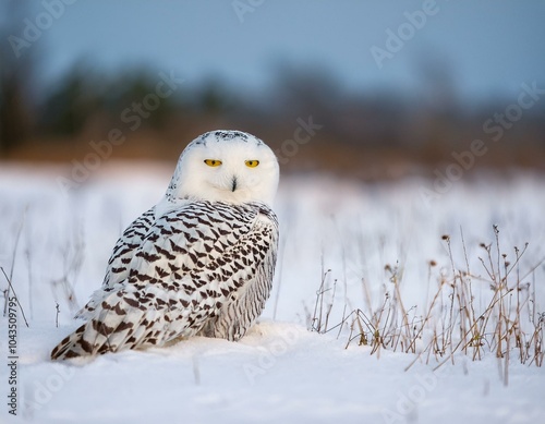 snowy owl, Owl, winter, snow, harfang des neiges, snow, white, winter, canada, bird  photo