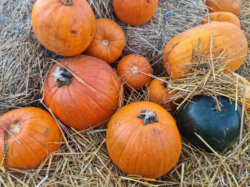 Variety of Pumpkins on Dried Grass: Autumn's Bounty