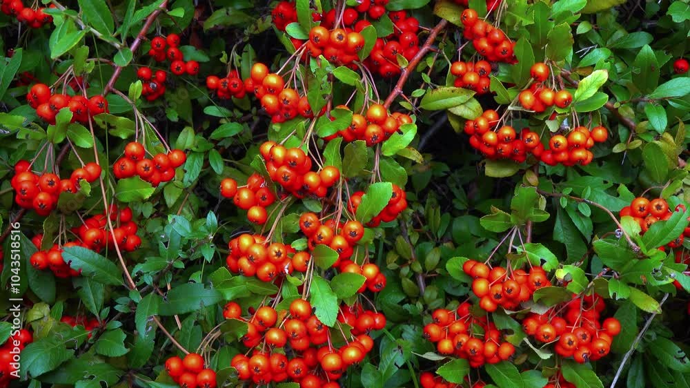 Pyracantha sp. - ornamental plant with red - yellow fruits with seeds in garden Pyracantha sp. - ornamental plant with red - yellow fruits with seeds in garden