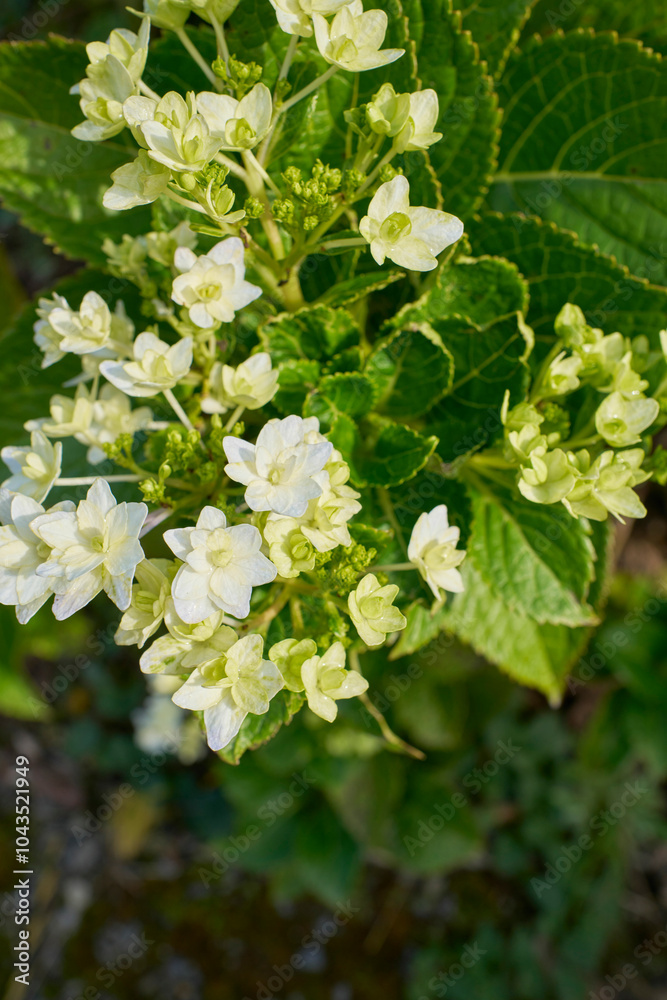 紫陽花の花 紫陽花の花