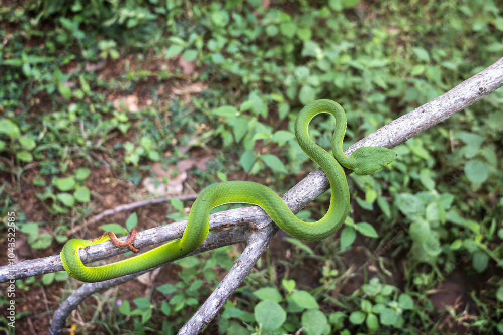 Obraz premium Snake with hemotoxic venom dangerous to the blood system. Female Gumprecht's pit viper - Trimeresurus gumprechti coiled around a dry tree branch in the northern forests of Thailand.