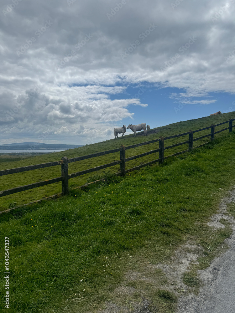 Fototapeta premium Cows grazing in the field
