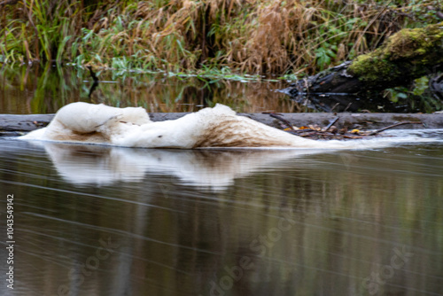 rapid flow of a wild river, blurred water surface, autumn in nature, Braslas river photo