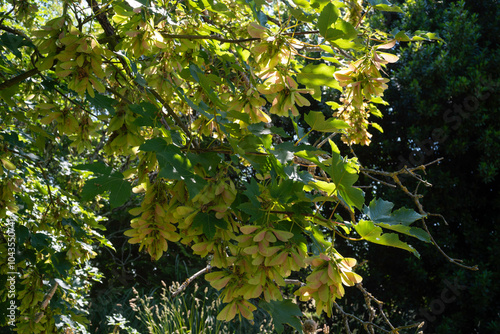 Érable sycomore,.Acer pseudoplatanus