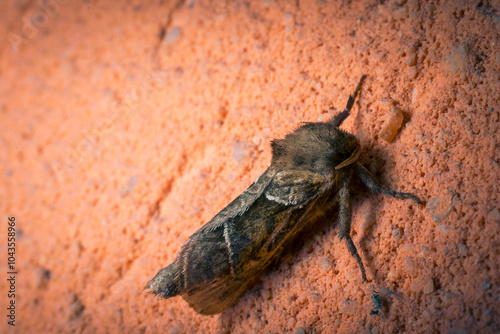 Close-up of a brown moth resting on a textured orange surface, showcasing intricate wing patterns and fine details.