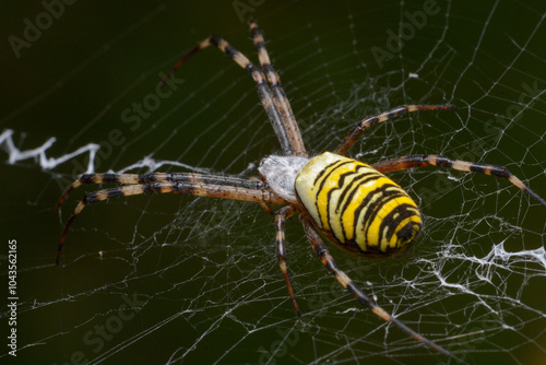 Close-up of a black and yellow spider on its intricate web in natural habitat.