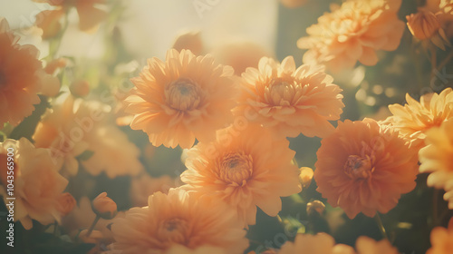 Soft, pastel orange flowers in a field on a sunny day.