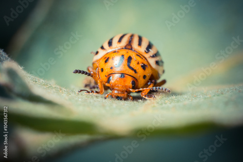 Close-up of a Colorado potato beetle with distinctive black stripes on a green leaf.