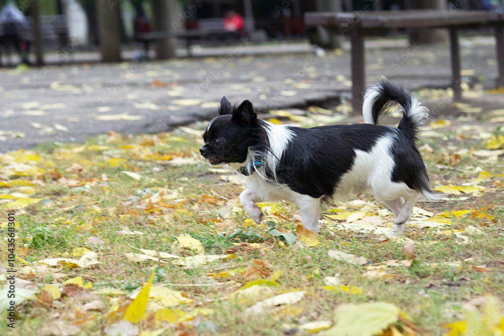 chihuahua dog running,fall street( chihuahua dog running,fall street(