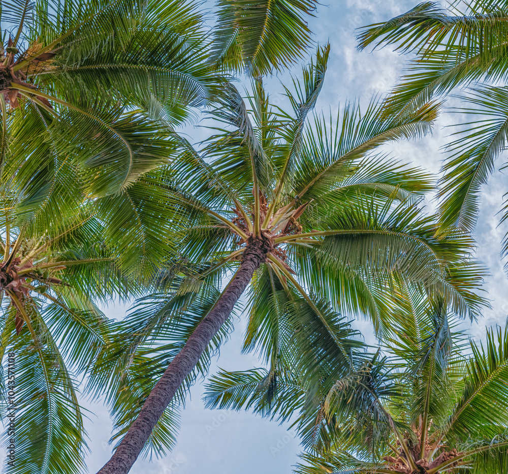 Coconut Palm Tree Grove Looking Up. Coconut Palm Tree Grove Looking Up.