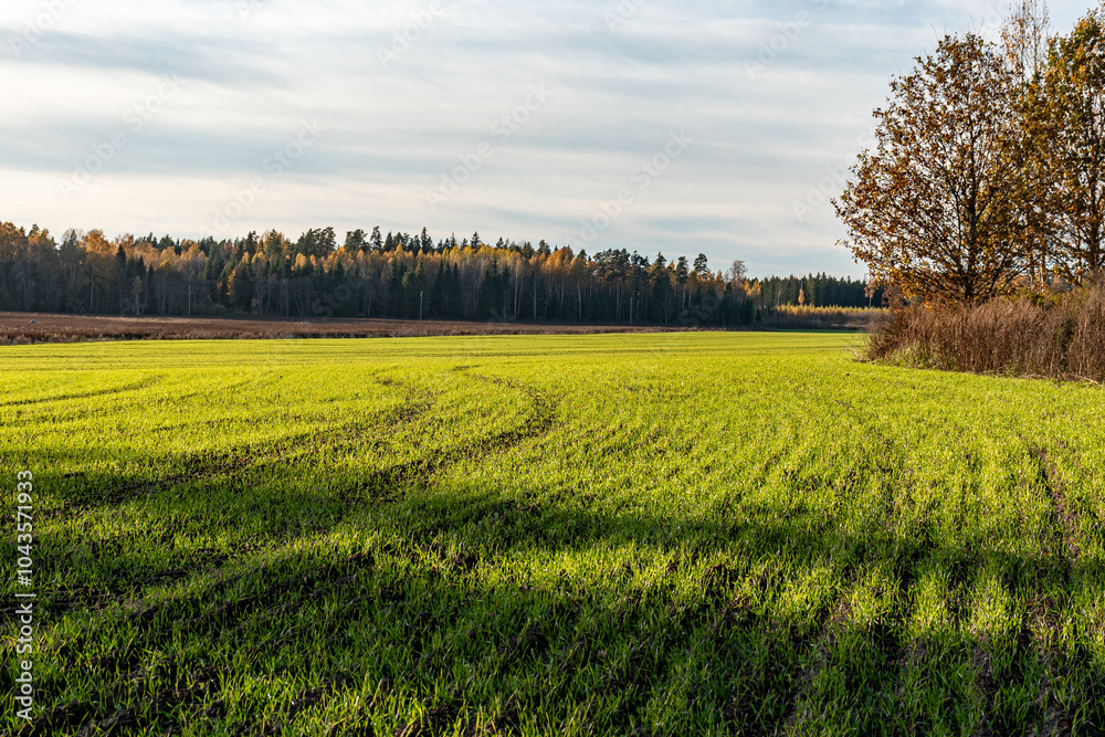 typical autumn landscape with bright green corn field