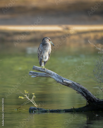 Juvenile Black-crowned night heron perched on a log