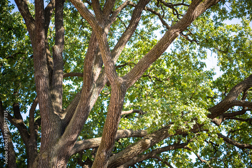 Oak tree branches and canopy basking in sun. Massive oak trees stretch twigs wide in park, crown supports balance of ecosystem, provides shade, aids soil protection, environmental conservation photo