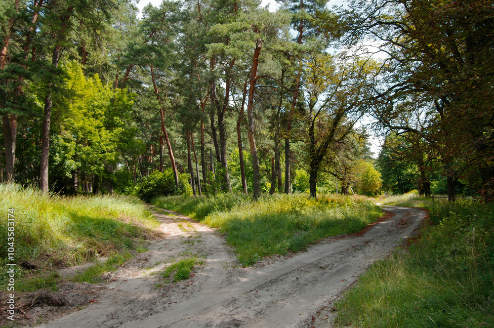 Fototapeta premium Pine forest. Fork in the road in a pine forest. Sunny day. Selective focus.