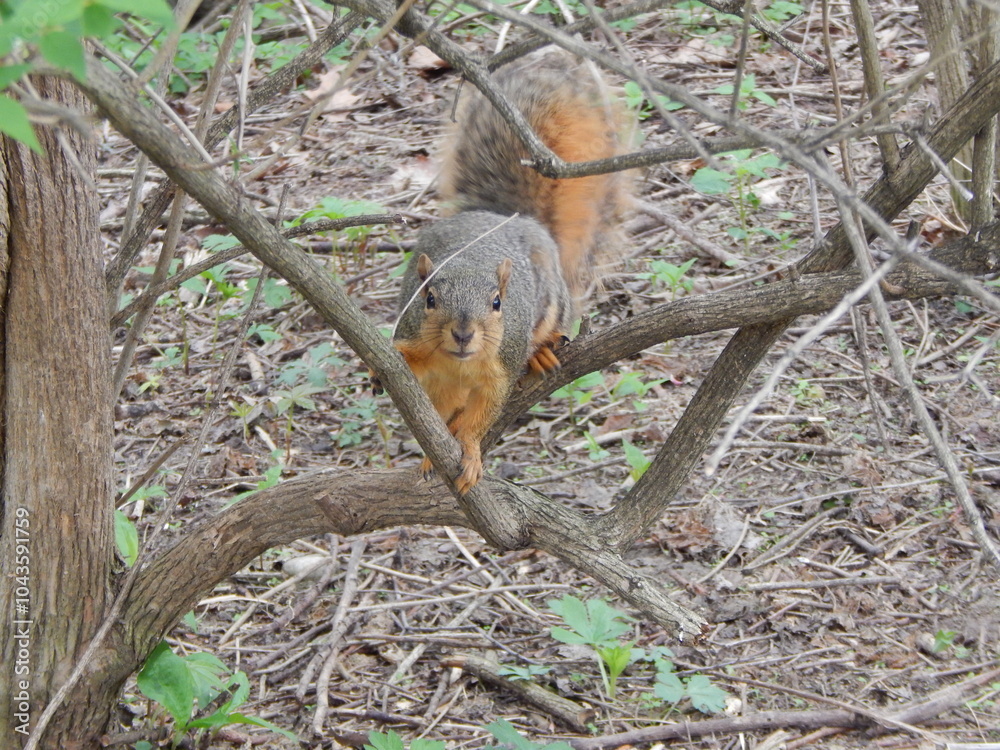 Obraz premium A squirrel posing for the camera 