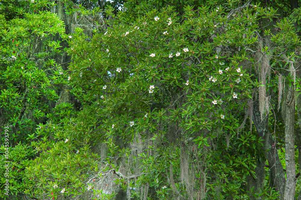 Obraz premium A closeup of a flowering Loblolly Bay Tree, Gordonia lasianthus, with lots of white flowers and buds, draped with Spanish Moss. Native to the southeast US moist forests and coastal plains.