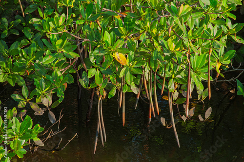 Red Mangrove, Rhizophora mangle. many seedlings, or propagules with long prop roots can be seen hanging above the water where they will drop and take hold to form a new tree. Horizontal.