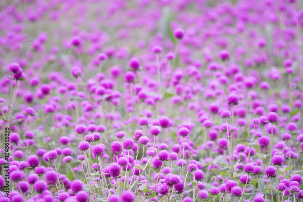 A field of purple flowers with many different types of flowers. The flowers are in full bloom and are scattered throughout the field. Scene is peaceful and serene, as the flowers are spread out A field of purple flowers with many different types of flowers. The flowers are in full bloom and are scattered throughout the field. Scene is peaceful and serene, as the flowers are spread out