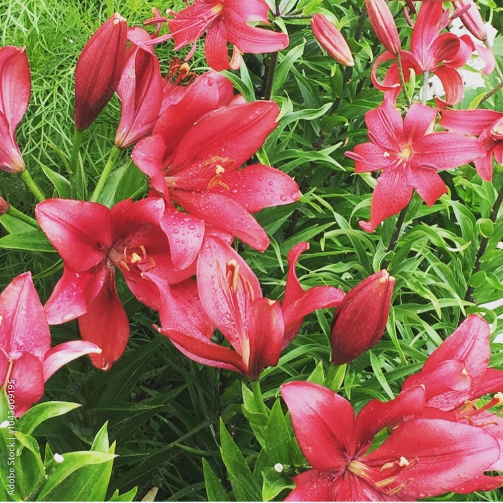 lilies, fleur, rose, fleur, nature, li, jardin, plante, beauté, fleurir, rouge, fleures, été, flore, printemps lilies, fleur, rose, fleur, nature, li, jardin, plante, beauté, fleurir, rouge, fleures, été, flore, printemps