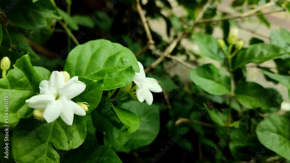 A cluster of delicate white jasmine flowers blooms amidst lush green leaves, creating a serene and fragrant scene. Jasminum officinale. Melati. Negative space
A cluster of delicate white jasmine flowers blooms amidst lush green leaves, creating a serene and fragrant scene. Jasminum officinale. Melati. Negative space