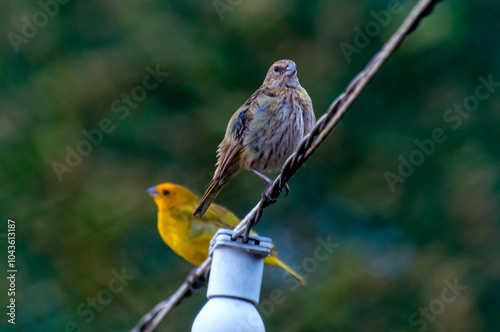 beautiful pair of birds Saffron Finch (Sicalis flaveola) photo