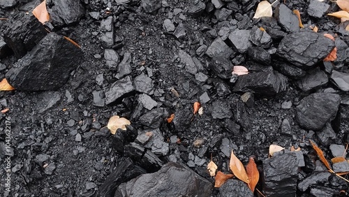 Wallpaper Mural a close-up view of a ground surface covered with small to medium-sized black rocks or coal pieces. Scattered among the rocks are a few dry, brown leaves Torontodigital.ca