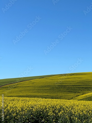 Caledon Canola Fields