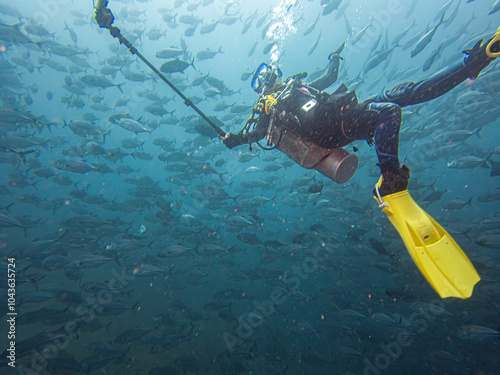 A scuba diver in a large school of Big Eye Trevally, Jackfish, or Caranx sexfasciatus, outside Puerto Galera, Philippines photo