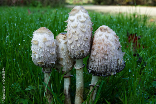 Coprinus comatus, an edible mushroom only in the first hours of life.