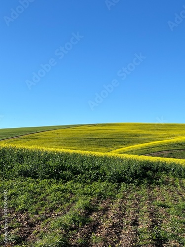 Caledon Canola Fields (Western Cape, South Africa) 