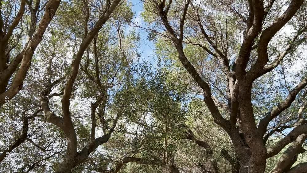 Old Olive trees in a sardinia plantation and cultivation. Old Olive trees in a sardinia plantation and cultivation.