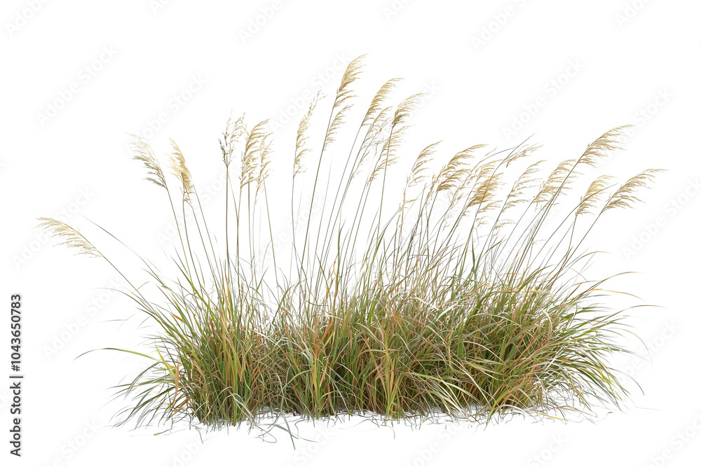 Grass and flower field on transparent background Grass and flower field on transparent background