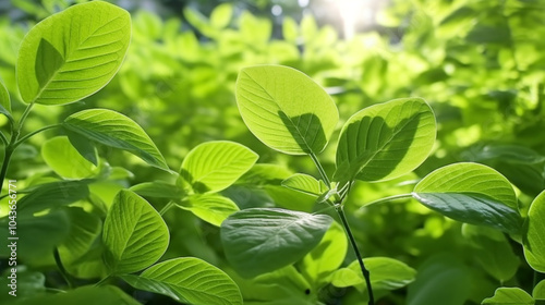 Fresh green tea leaves and buds in a tea plantation in morning Green leaf background. Natural pattern, fresh green leaves and blurred shallow depth of field 