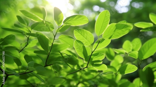 Leaves background green acacia leaves in the sun Spinach leaves are commonly used in various cuisines around the world and are known for their rich nutritional content, including vitamins