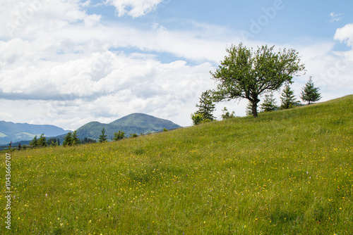 fields and meadows of Ukraine