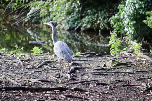 Grey heron in Ireland photo