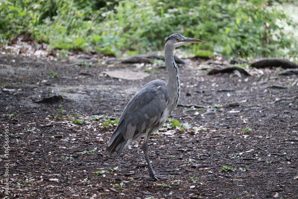 Fototapeta premium Grey heron in Ireland