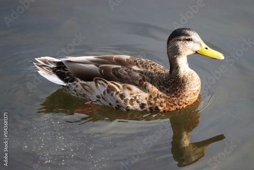 Ducks in park in Dublin