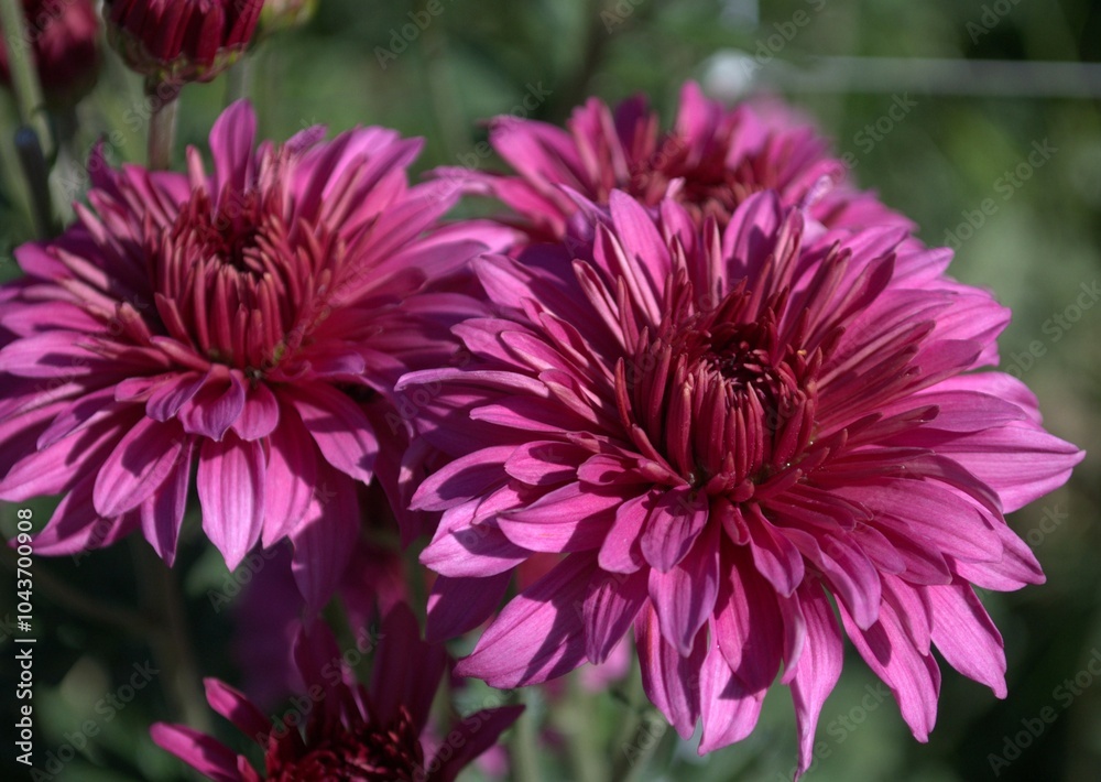 Obraz premium Colorful flowers in the mountains of Trujillo State. Wherever we go we will find a large number of flowers, many cultivated, others wild, a gift for our senses.