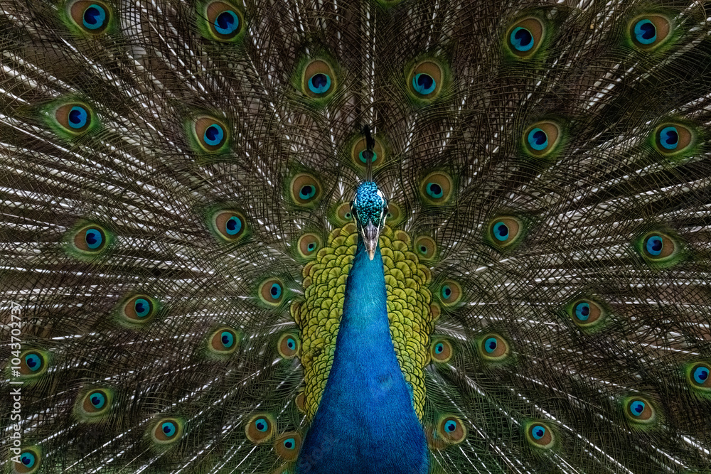 Obraz premium peacock with feathers