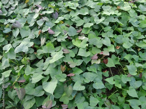 Thriving Sweet Potato Vines in a Lush Garden | Sweet Potato Vine Growing Guide