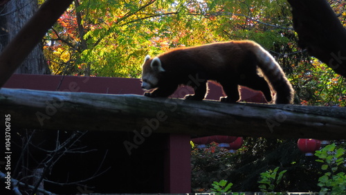 panda roux