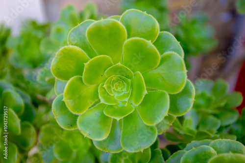 Rosette of leaves Aeonium arboreum with selective focus, Green tree houseleek or Irish rose is a succulent, Subtropical subshrub in the flowering plant family Crassulaceae, Nature pattern background. photo