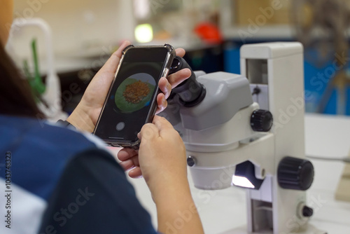 Researchers took pictures through a microscope with a cell phone camera to study the structure of the moss spores. Soft and selective focus..