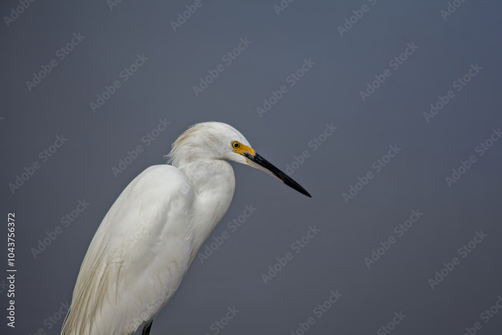 Egret in Profile Egret in Profile