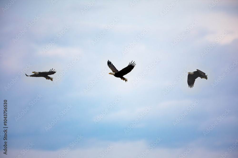 Fototapeta premium Series of Eagle in Flight with Fish