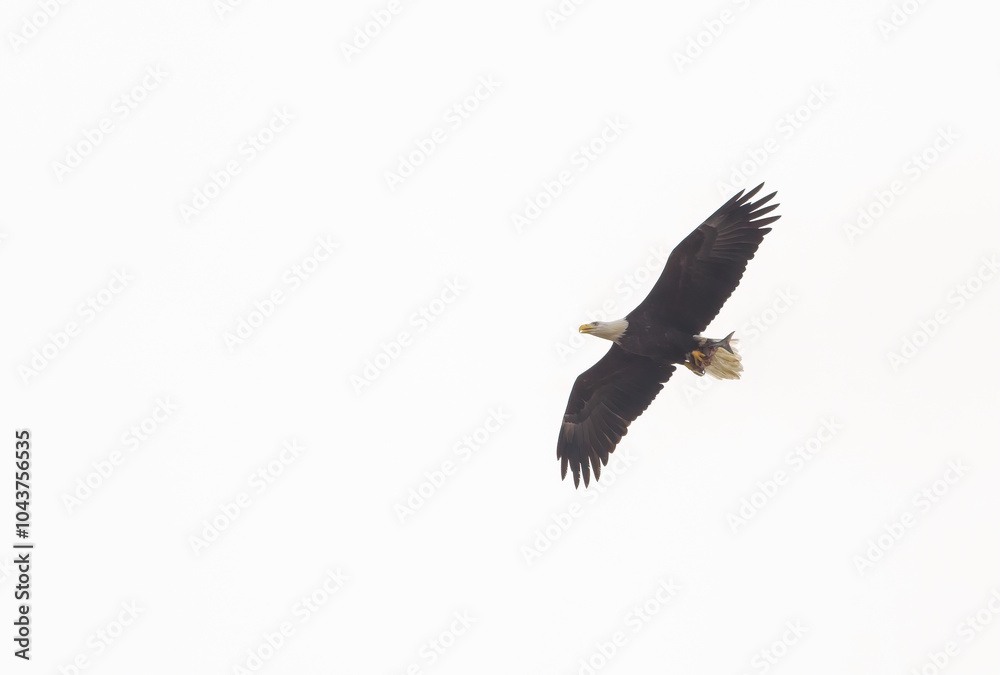 Obraz premium Bald Eagle with Fish